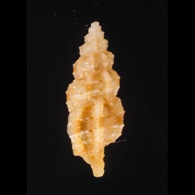 ホラナリコウシツブ Tritonoturris amabilisfig.3