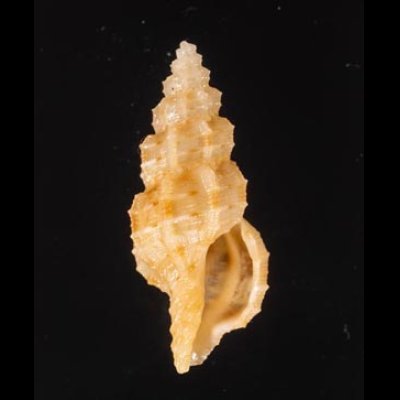 ホラナリコウシツブ Tritonoturris amabilisfig.1