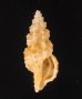 ホラナリコウシツブ Tritonoturris amabilisfig.1