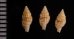 ツムガタコウシツブ Philbertia rufoliratafig.2