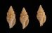ツムガタコウシツブ Philbertia rufoliratafig.1