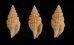 ツムガタコウシツブ Philbertia rufoliratafig.1