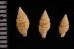 ツムガタコウシツブ Philbertia rufoliratafig.2