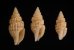 ツムガタコウシツブ Philbertia rufoliratafig.1