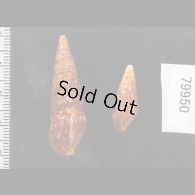 アフリカウネクダマキ (仮称) Clionella sinuatafig.2