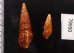 アフリカウネクダマキ (仮称) Clionella sinuatafig.2