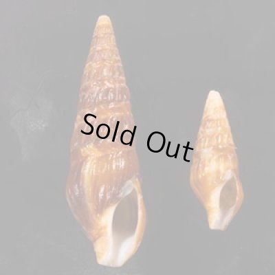 アフリカウネクダマキ (仮称) Clionella sinuatafig.1
