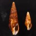 アフリカウネクダマキ (仮称) Clionella sinuatafig.1