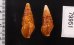 アフリカウネクダマキ (仮称) Clionella sinuatafig.2