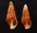 アフリカウネクダマキ (仮称) Clionella sinuatafig.1