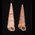 Turritella communis ヨーロッパキリガイダマシ