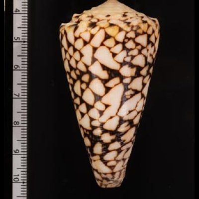 クロミナシ Conus bandanusfig.2