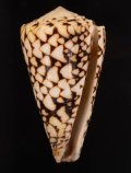 Conus bandanus クロミナシ