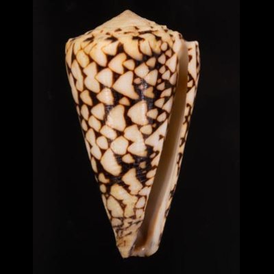 クロミナシ Conus bandanusfig.1