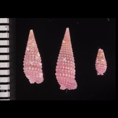 ムラサキハラブトキリオレ Mastonia  rubrafig.2