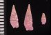 ムラサキハラブトキリオレ Mastonia  rubrafig.2