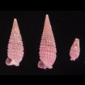 ムラサキハラブトキリオレ