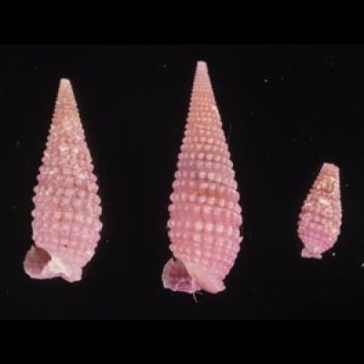 ムラサキハラブトキリオレ Mastonia  rubrafig.1