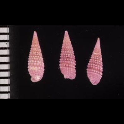 ムラサキハラブトキリオレ Mastonia  rubrafig.2
