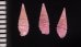 ムラサキハラブトキリオレ Mastonia  rubrafig.2