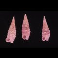 ムラサキハラブトキリオレ