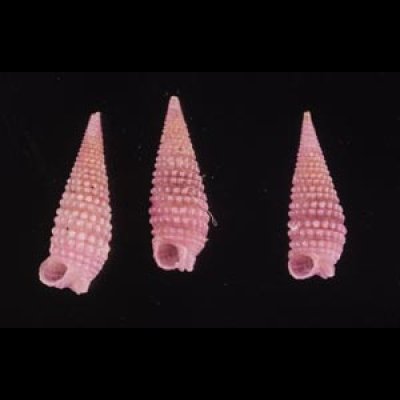 ムラサキハラブトキリオレ Mastonia  rubrafig.1