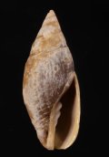 Mitra nigra チビカワニナフデ