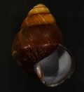 Helicostyla rufogaster cf. アカハラゴシキマイマイ