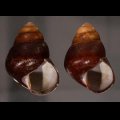 アカハラゴシキマイマイ(シキホル島)