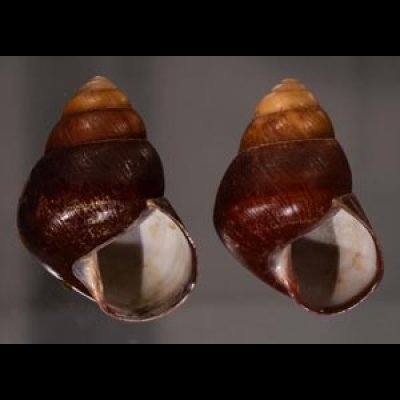アカハラゴシキマイマイ(シキホル島) Helicostyla rufogaster cf.fig.1