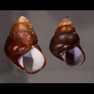 アカハラゴシキマイマイ(シキホル島) Helicostyla rufogaster cf.fig.1