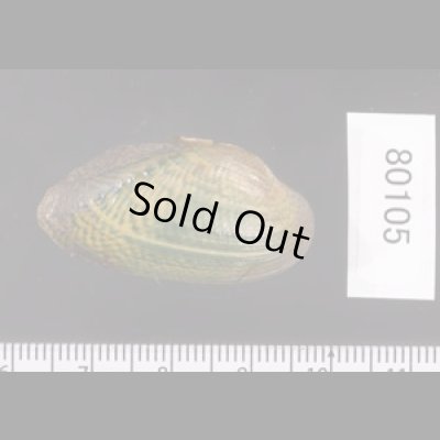 カザリヌマガイ (仮称) Scabies crispatafig.2
