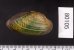 カザリヌマガイ (仮称) Scabies crispatafig.2