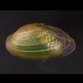 カザリヌマガイ (仮称)