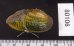 カザリヌマガイ (仮称) Scabies crispatafig.2