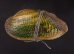 カザリヌマガイ (仮称) Scabies crispatafig.1