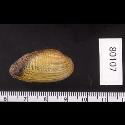 カザリヌマガイ (仮称) Scabies crispatafig.2