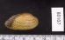 カザリヌマガイ (仮称) Scabies crispatafig.2