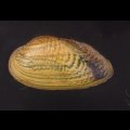 カザリヌマガイ (仮称)
