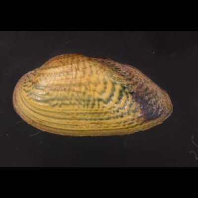 カザリヌマガイ (仮称) Scabies crispatafig.1