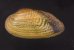 カザリヌマガイ (仮称) Scabies crispatafig.1