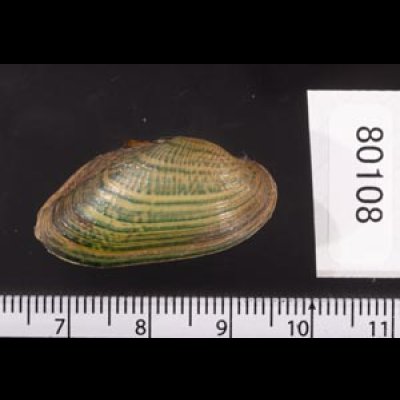カザリヌマガイ (仮称) Scabies crispatafig.2