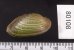 カザリヌマガイ (仮称) Scabies crispatafig.2
