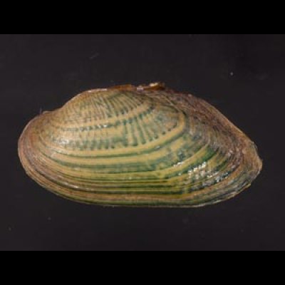 カザリヌマガイ (仮称) Scabies crispatafig.1