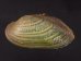 カザリヌマガイ (仮称) Scabies crispatafig.1