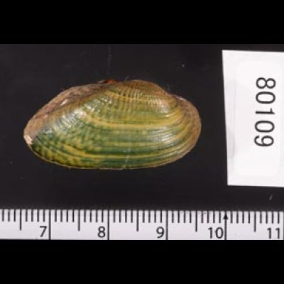 カザリヌマガイ (仮称) Scabies crispatafig.2