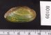 カザリヌマガイ (仮称) Scabies crispatafig.2
