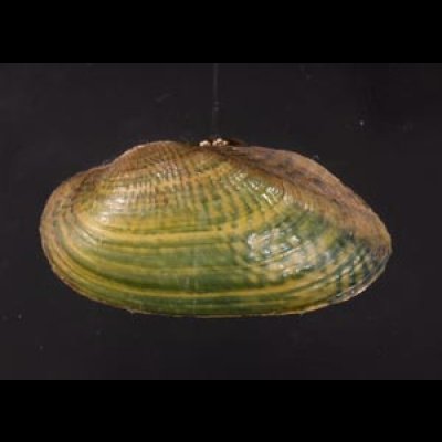 カザリヌマガイ (仮称) Scabies crispatafig.1