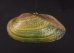 カザリヌマガイ (仮称) Scabies crispatafig.1