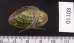 カザリヌマガイ (仮称) Scabies crispatafig.2